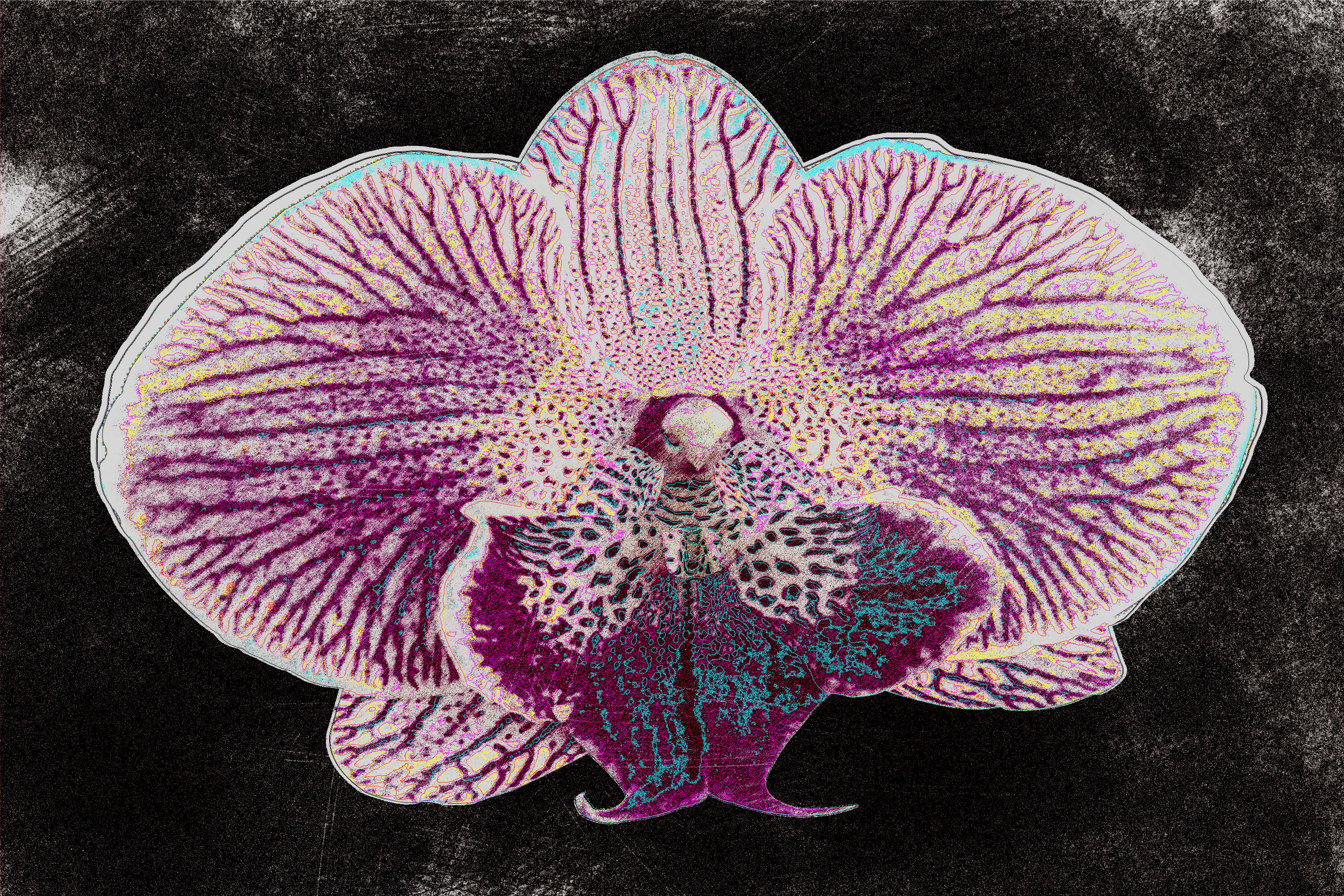 Orchid in artificial UVIVF